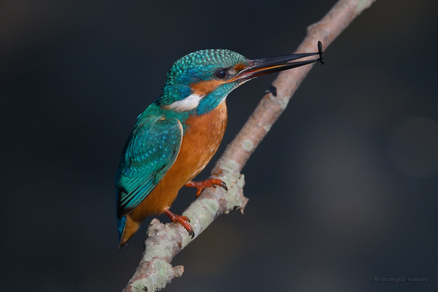 Kingfisher who misses his prey