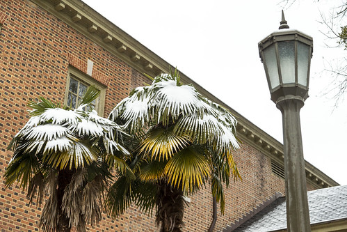 Scenes from a snow day: palm trees dusted with snow