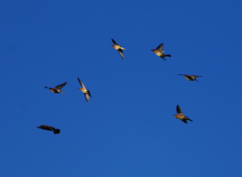 Cedar Waxwings in Flight