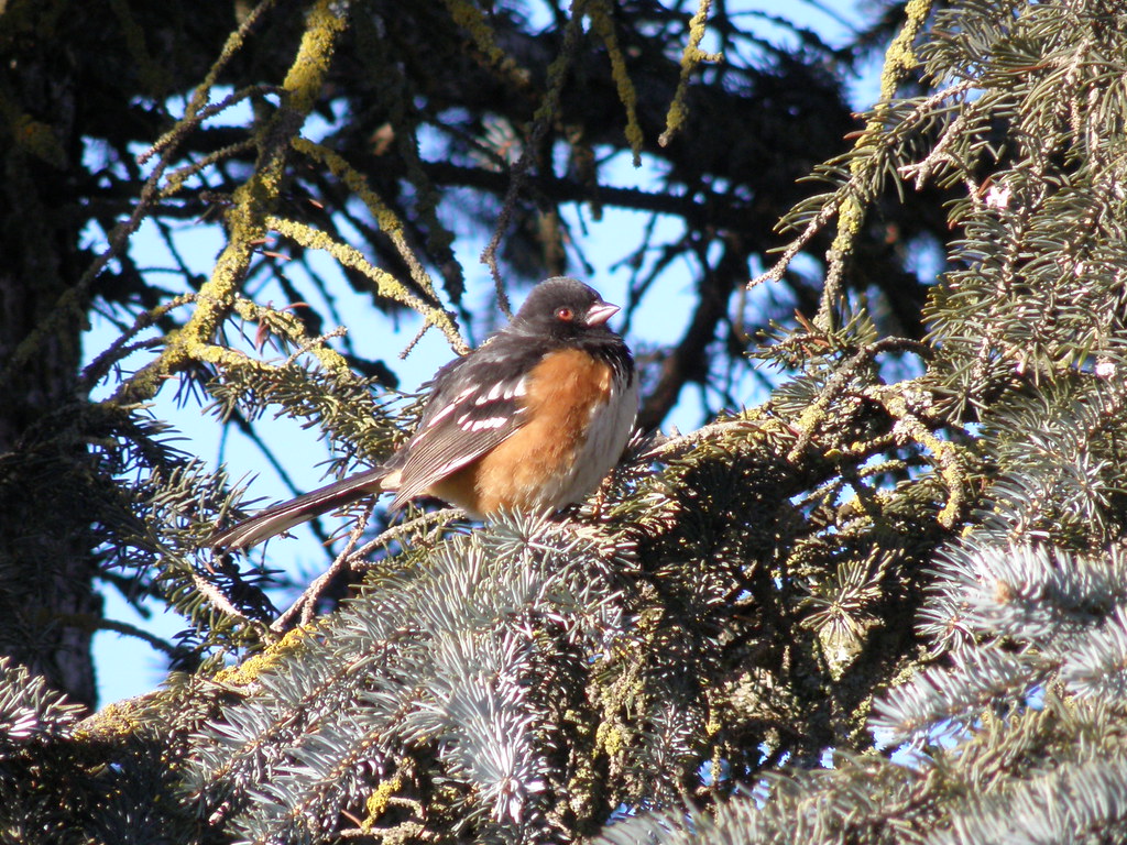 P1050097 Spotted Towhee