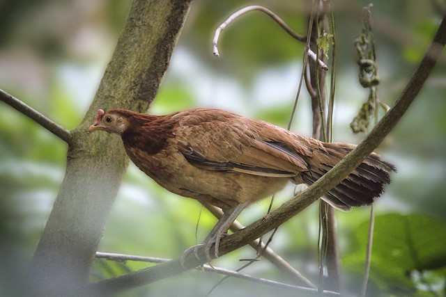 Red Jungle Fowl (female) Perched in a high branch - Gallus gallus