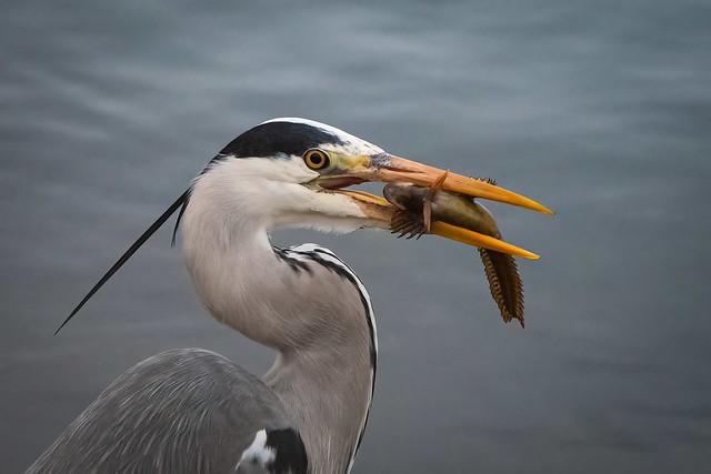 Grey Heron, with Rock Goby, Dun Laoghaire Pier, Co. Dublin.