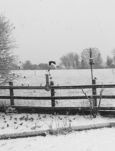 hww wingwednesday bobottey rip garden fence birds winter snow birdfeeder field rural wexford ireland irish iphone6s bw monochrome blackandwhite