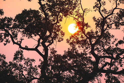 Smoky wildfire sunrise by dan tsai, Pleasant Hill, California
August, 2020diablo xt3 sunrise mtdiablo mountdiablo pleasanthill fujifilmx