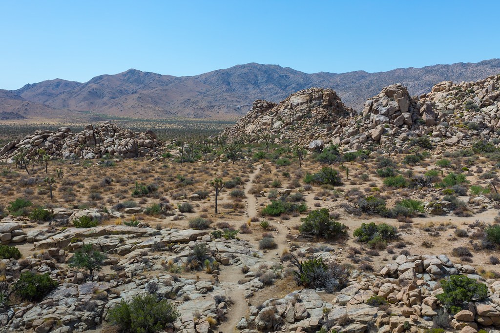 Joshua Tree National Park