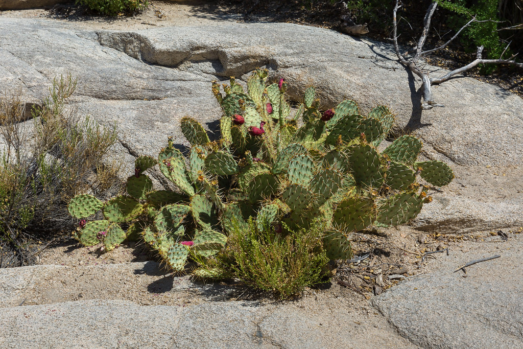 Joshua Tree National Park