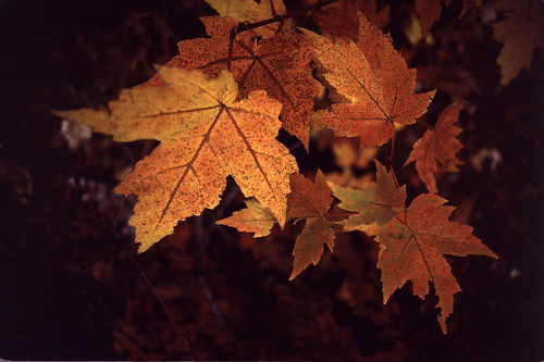 Autumn Leaves (1)