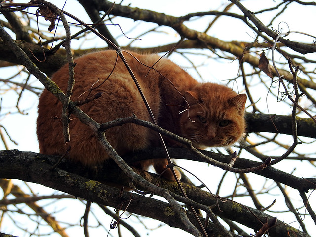A suspicious red fat cat - Un grasso rosso sospettoso gatto