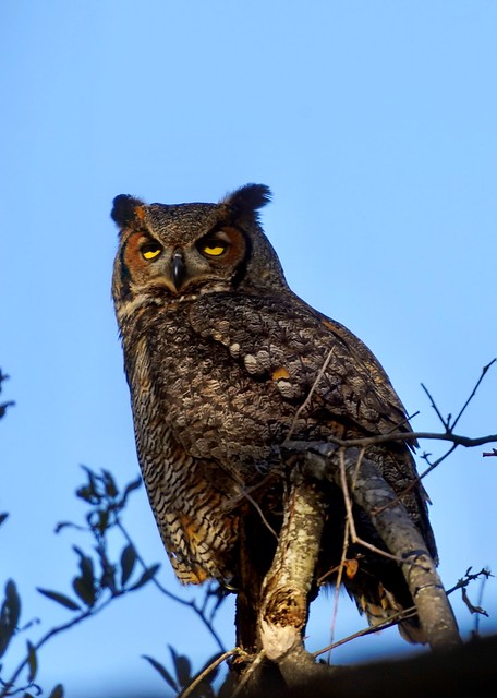 Great Horned Owl, Fort Morgan AL