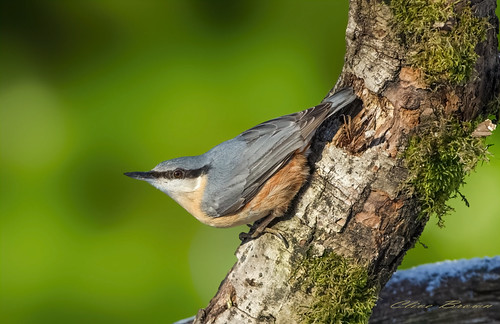 Eurasian nuthatch ( Sitta europaea  )  - Assume Position !! | by Clive Brown 72