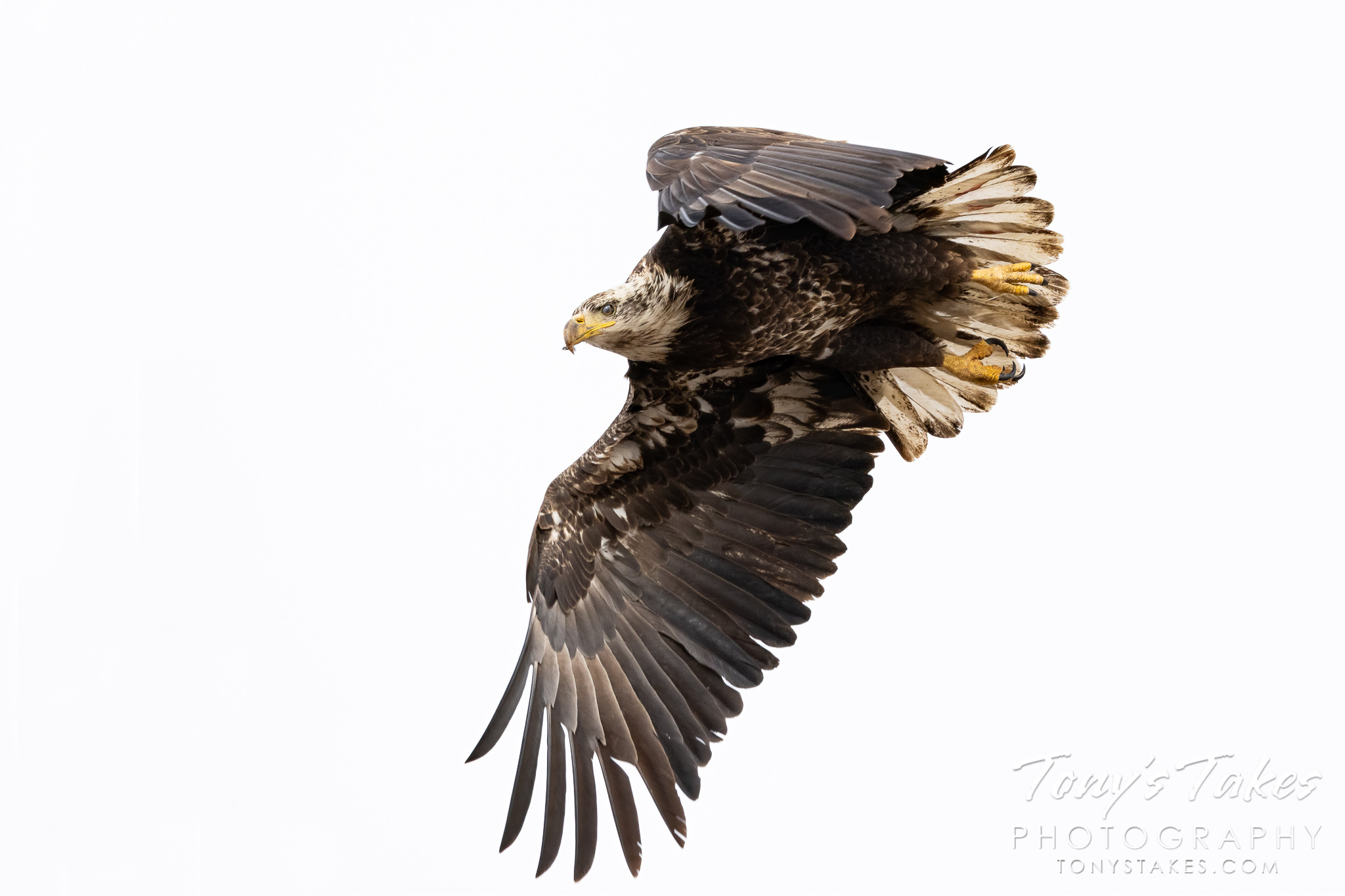Young bald eagle takes flight for Freedom Friday