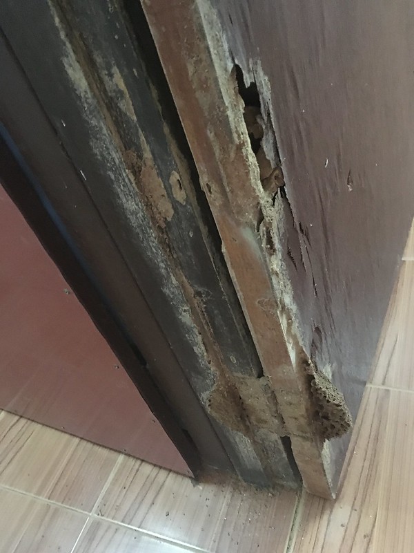 Termite Damage 2