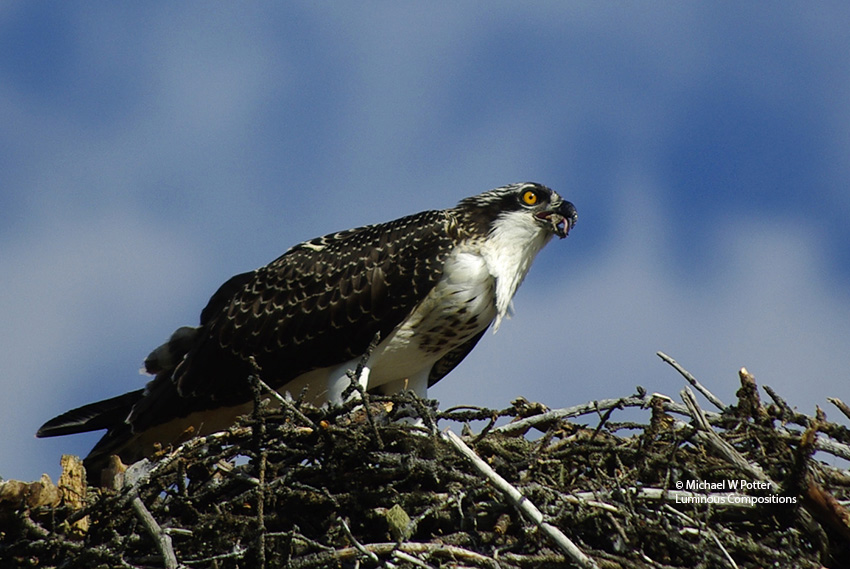 Osprey juvenile at nest, feeding