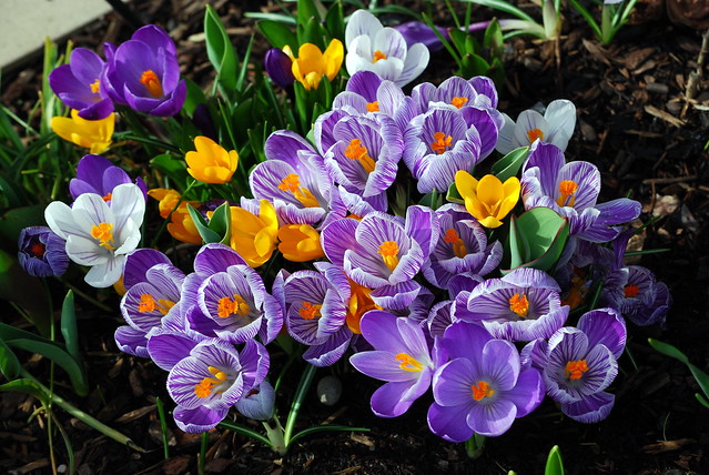 COLORFUL AND CHEERFUL CROCUS ARE A LOVELY SIGN THAT SPRING IS HERE.