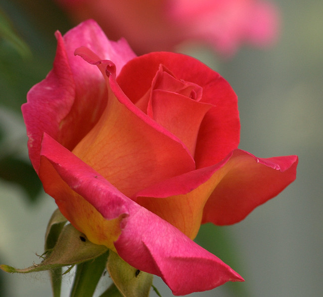 A BEAUTIFUL ROSE (IN MY GARDEN)