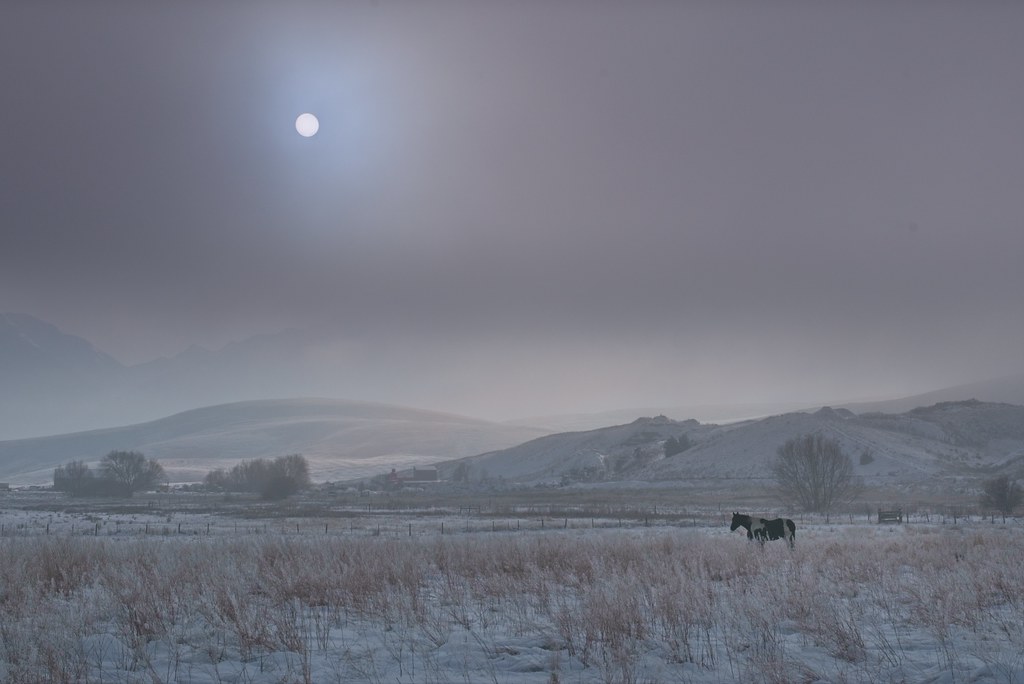 Horse in Foggy Field 8296 B