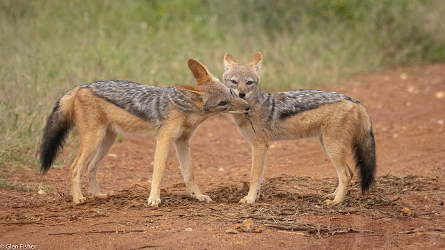 Black-Backed Jackals playing with a feather I