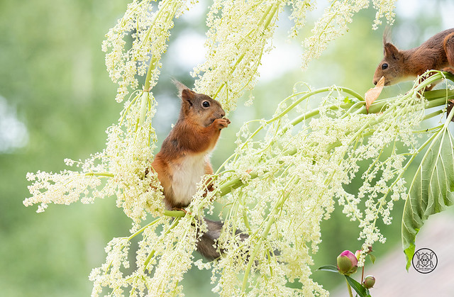 red squirrels standing on rhubarb flowers branches