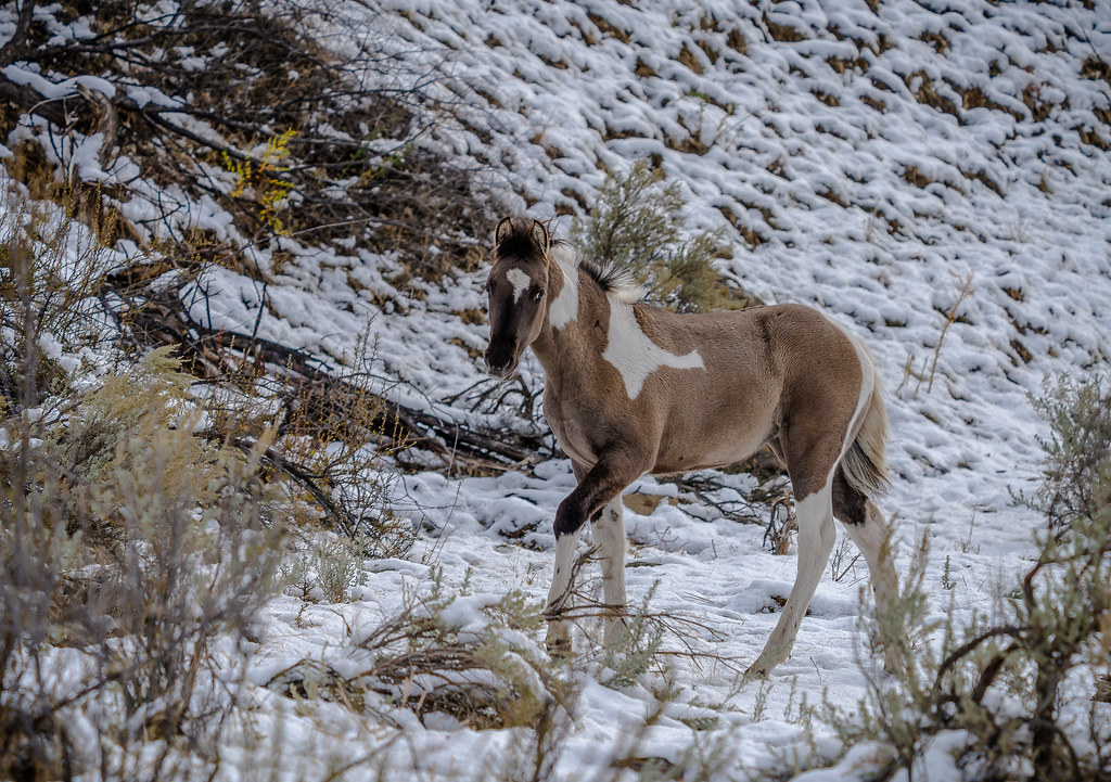 A wild colt - Wild horses of the Okanagan