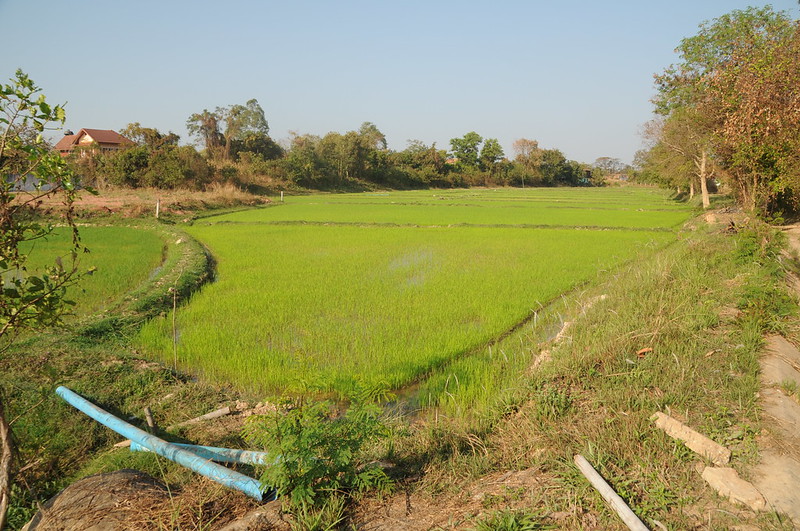 Rice Paddy in Chom Nang Nuea 3