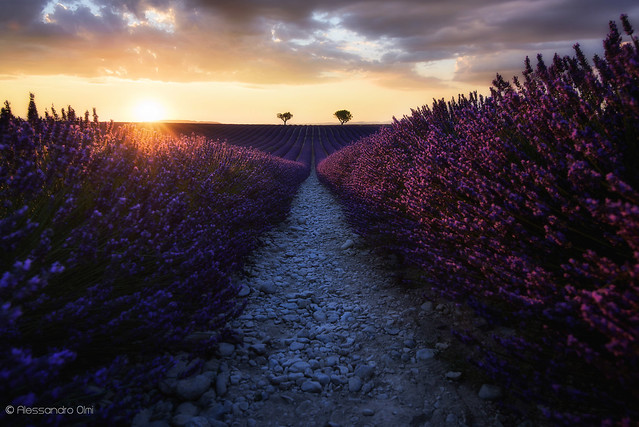 Sunset on lavender fields
