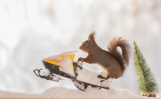 red squirrel standing on a snow scooter on snow