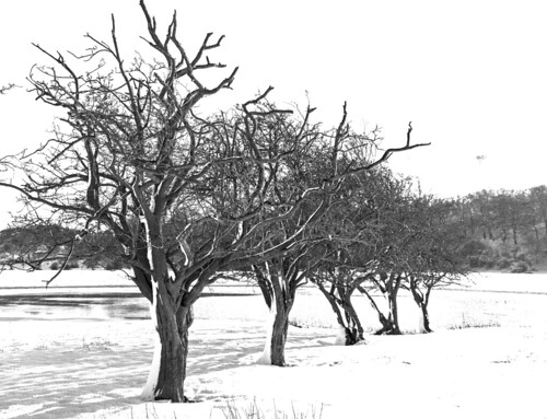 extremeconditions windswept rowoftrees monochrome arcticconditions icy wallart twistedtrees wintertrees blackandwhite 2021 background beautiful bittercold cold coldness example extremeweather freezing freezingcold frosty glacial harshcondition land landscape mono nature outdoor season sky snow subzero tree winter trees bentovertrees gnarledtrees sonya6000 sony18105mm a6000 sony18105mmg