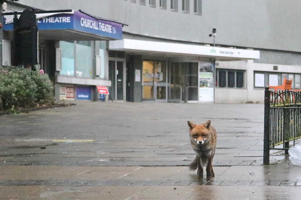 Desolate Streets, Decaying Theatre and a Depressed Fox....
