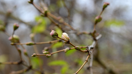 Spring in winter | by manni0656
