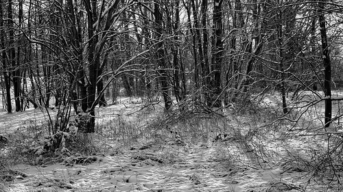schnee snow winter park trees blackandwhite bw schwarzweiss blancoynegro noiretblanc noirblanc monochrome natur hamburg hamburgbillstedt sony sonyalpha