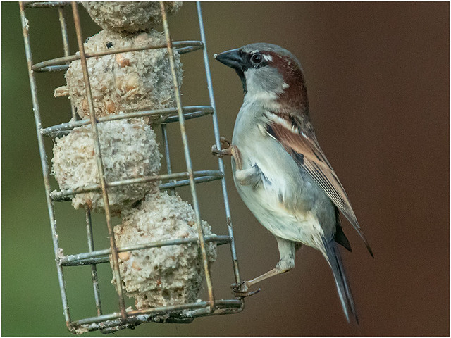 House Sparrow at 12,800 iso