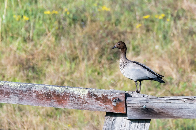 Wood duck on wooden fence in a paddock