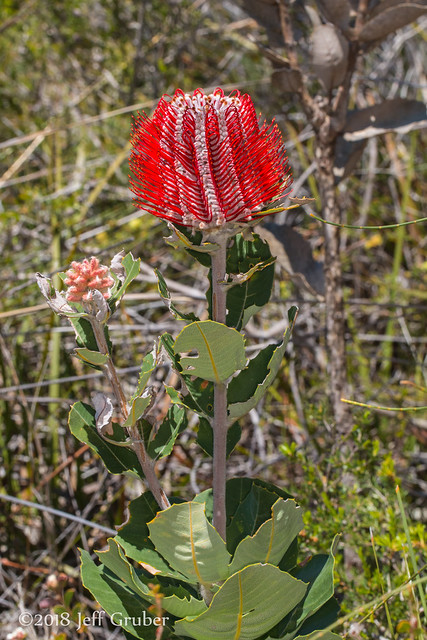 Wildflower (Banksia coccinea)