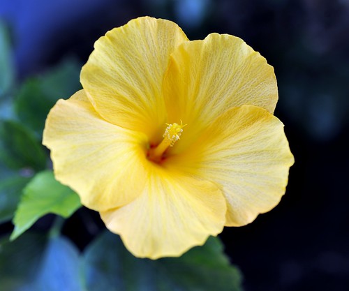pipecreek texas usa hibiscus yellow flower bower62mmlenshood bwfpro62mm010uvhaze1xfilter nikonafmicronikkor60mmf28dlens nikond3 nikon macro macroflowerlovers