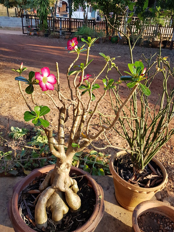 Adenium obesum (Forssk.) Roem. & Schult. Apocynaceae-desert rose, impala lily, ชวนชม 2