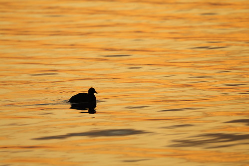 lakebiwa japan japon nature lake water bird wildlife wild winter sunset light reflection 日本 滋賀 琵琶湖 湖北 野鳥 自然 夕日 水面 野生動物 オオバン 水鳥 aquaticbird