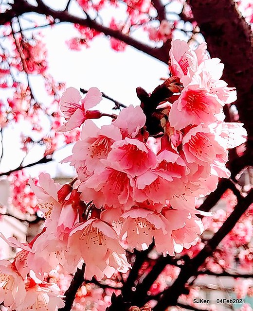 Cherry blossoms at 東湖樂活公園， Taipei, Taiwan,SJKen, Feb 4, 2021.