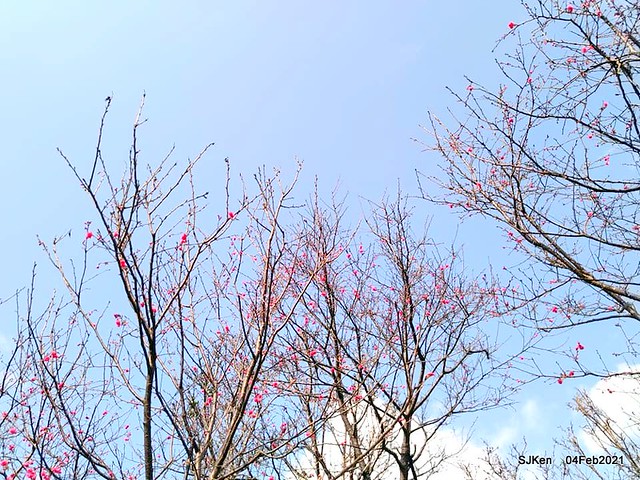 Cherry blossoms at 東湖樂活公園， Taipei, Taiwan,SJKen, Feb 4, 2021.