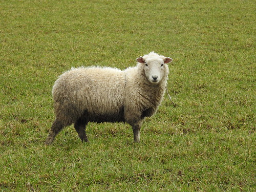 Grooming sheep - local lane DSCN0613 | by ianpreston