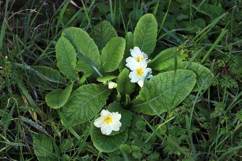 Primrose Primula vulgaris