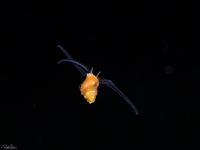 Veliger Larva of a Marine Gastropod