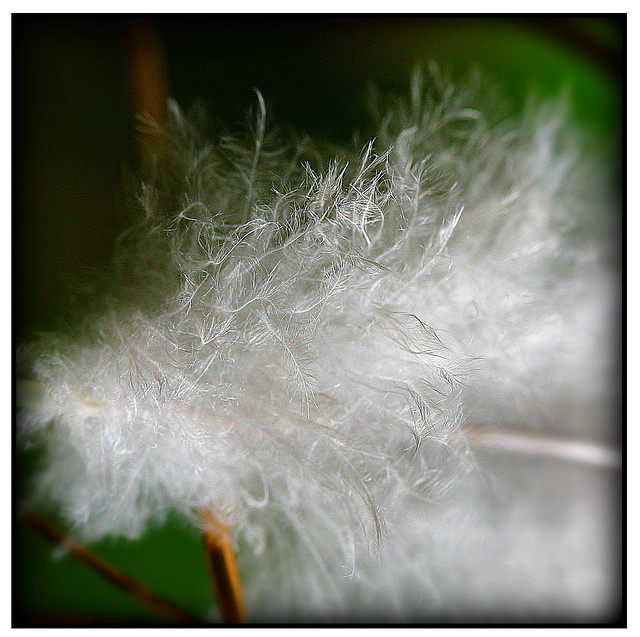 Macro of a fluffy feather