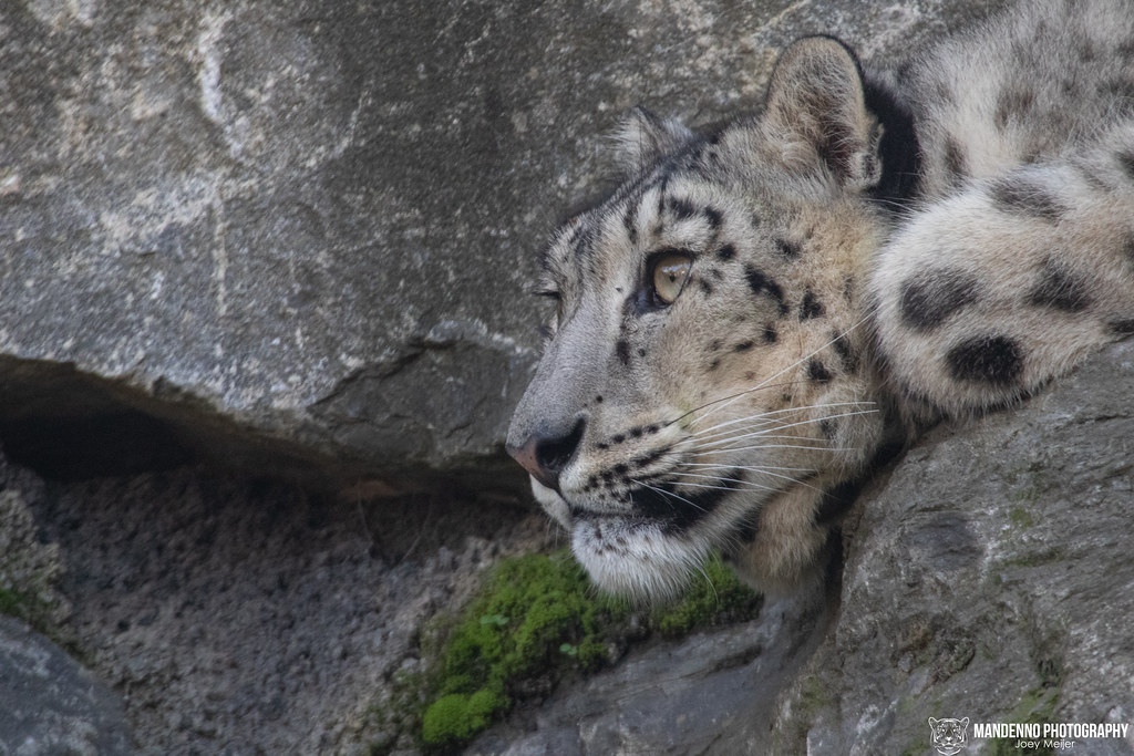 Snow Leopard - Pairi Daiza - Belgium