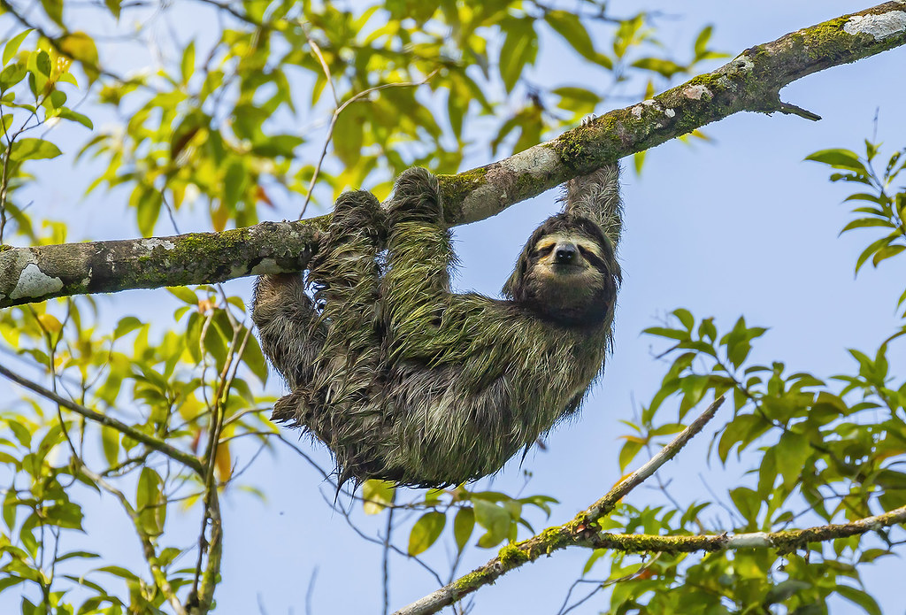 Three-toed sloth / Letidýr (Bradypus)
