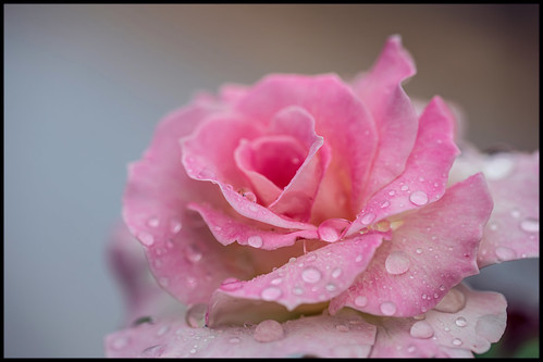 rose pink pinkrose meilandrose macrorose seductionrose floribundarose floribunda seductionfloribundarose summer waterdroplets raindroplets