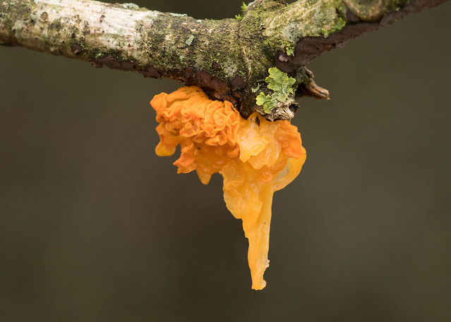 Golden Jelly Fungus - Tremella mesenterica