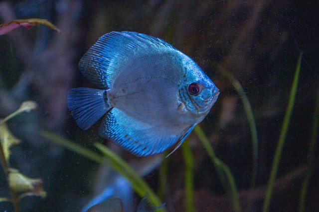 Blue iridescent fish, Aquarium, Dubai