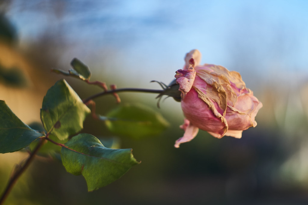 Old Winter Rose