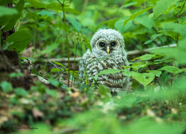 Barred Owlet Grounded