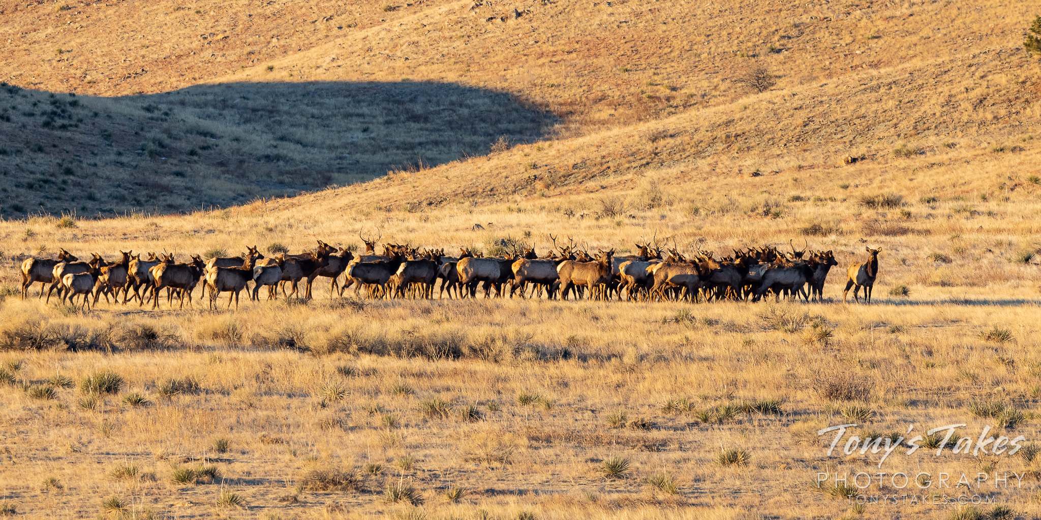 Elk herd on the move